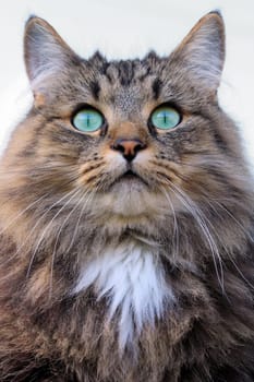 Norwegians with green-turquoise eyes