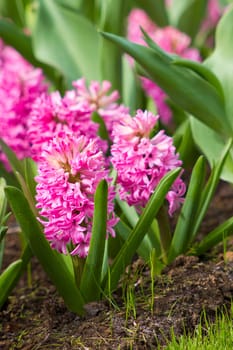 blooming hyacinth flowers (hyacinthus) in the park