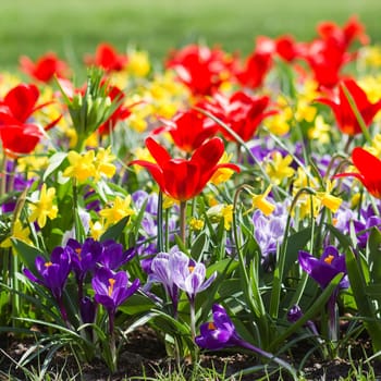 Colorful spring flowers in the park