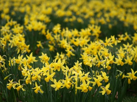 Narcissus