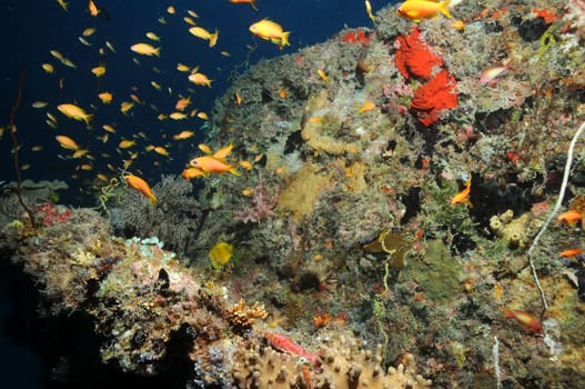 Anthias at the wreck