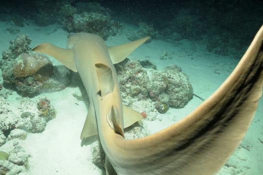 The nurse shark