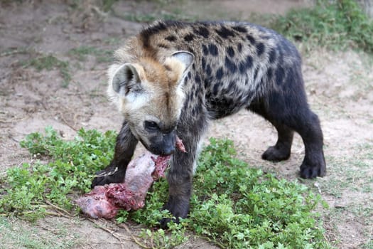 Young hyena cub eating red meat from it's prey