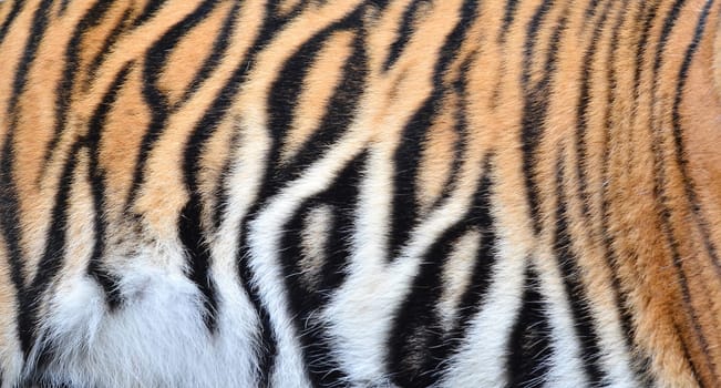 textured of bengal tiger fur