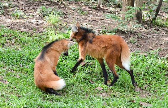 maned wolf stand on grass