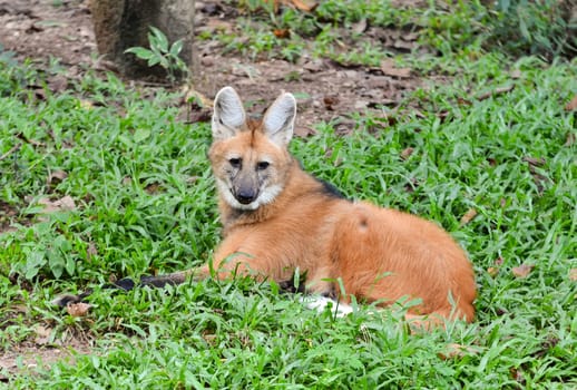 maned wolf lay down on grass