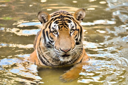 bengal tiger lay down in the river