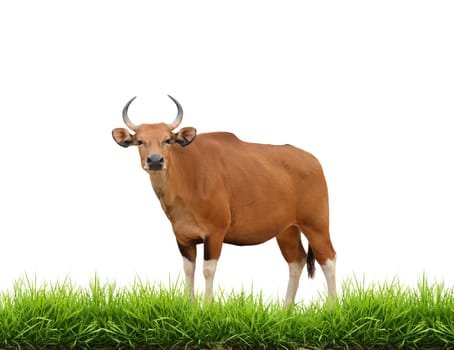 banteng with green grass isolated on white background