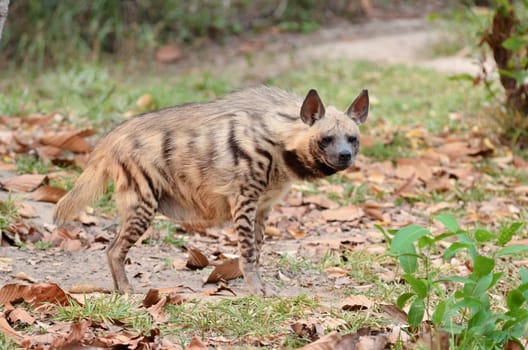 striped hyena, the african wildlife