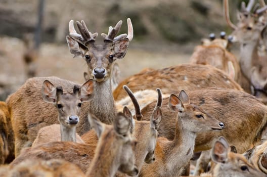 group of male and female rusa deer