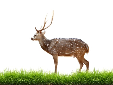 maie axis deer with green grass isolated on white background