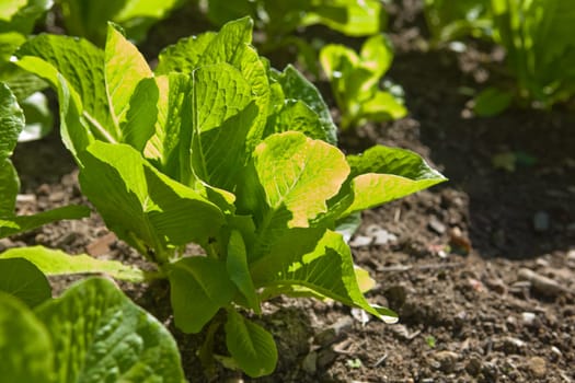 Lettuce plants in field on a sunny day