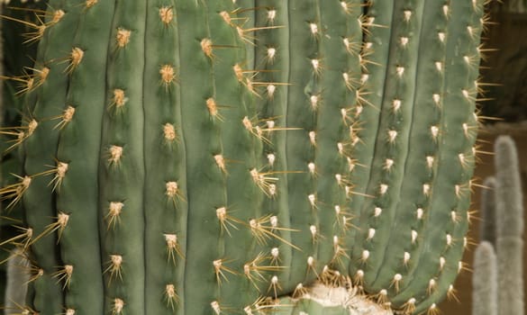 Detail of a cactus as seen in Southern America
