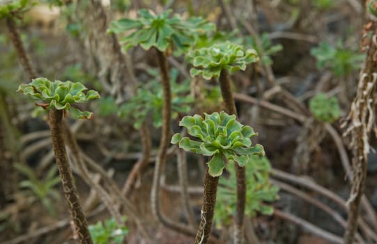 Aeonium spathulatum. It  is a flowering plant species of tropical plant with leaves in the genus Aeonium succulents in the family Crassulaceae. Aeonium spathulatum is endemic to El Hierro, La Palma, La Gomera, Tenerife and Gran Canaria in the Canary Islands.