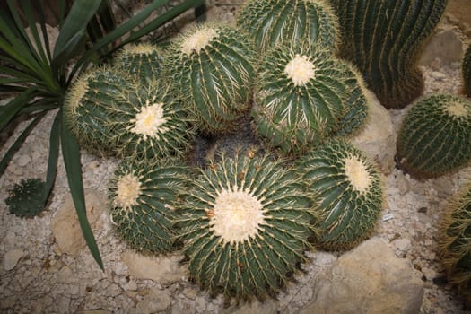 Detail of a cactus as seen in Southern America