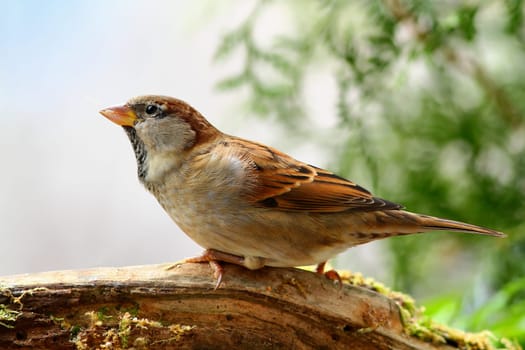 Passeridae