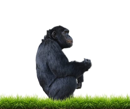 chimpanzee with green grass isolated on white background
