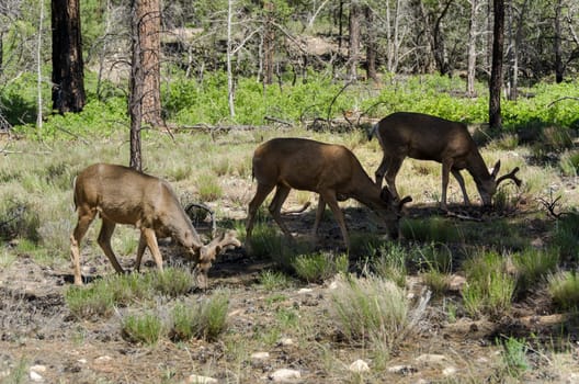 deer in Grand Canyon National Park in Arizona in America