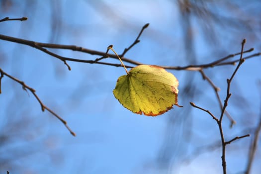 the last leaf of a tree in autumn