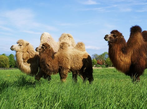 Camels