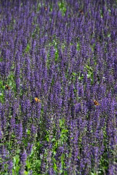 Lavender