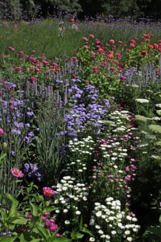 Colourful flower meadow