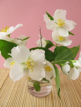 Flowering summer jasmine in a vase