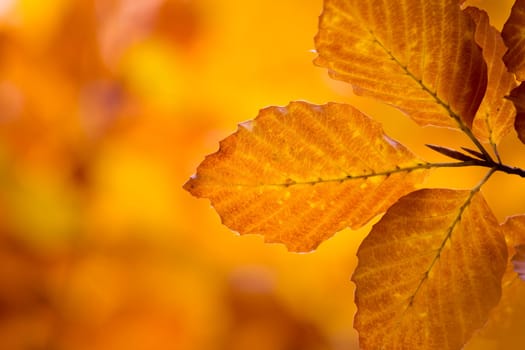 Autumn leaves with colourful,autumnal background