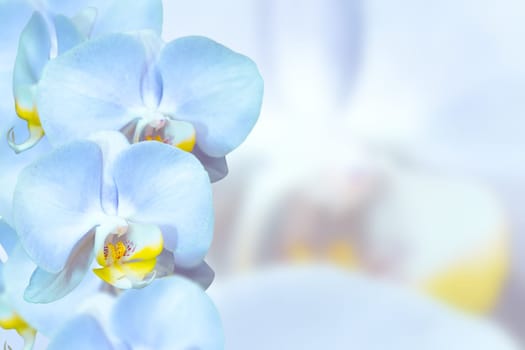 Romantic blue orchids flowers on pastel blurred background