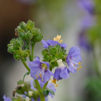 Polemonium