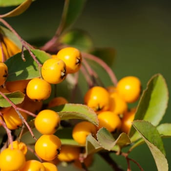 Firethorn