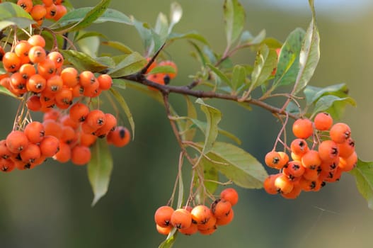 Firethorn