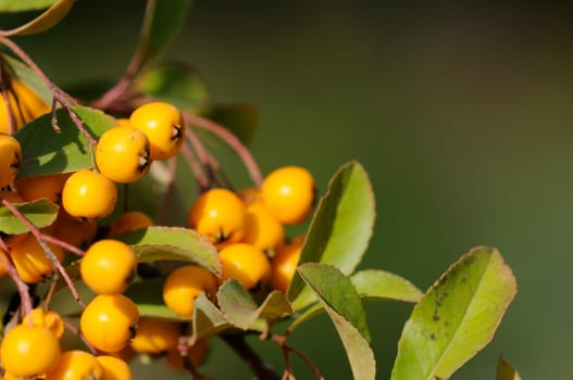 Firethorn