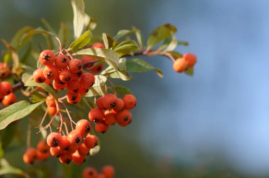 Firethorn