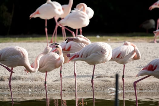 several flamingos standing and sleeping in the pond