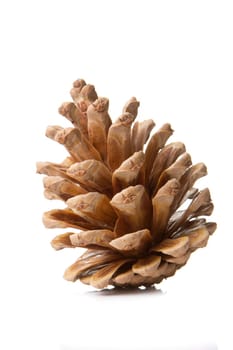 pine cones brown white insulated with white background