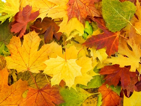 the  beautifu autumn leaves season  background