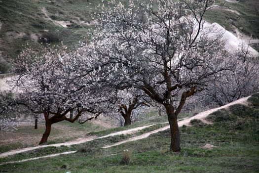 Flowering trees