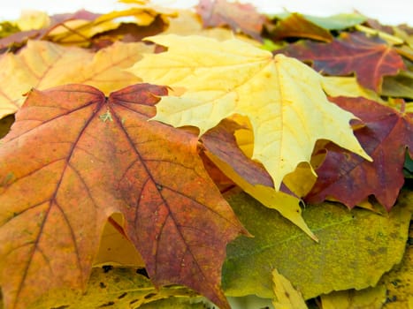 the  beautiful autumn leaves season  background
