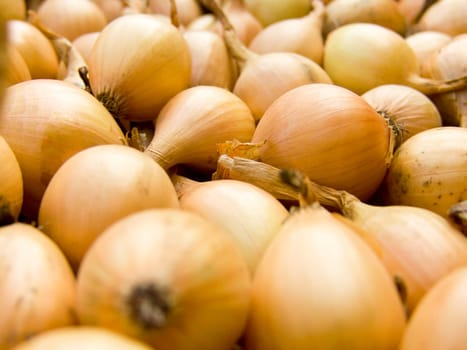 A pile of beautiful bulb onions on a counter
