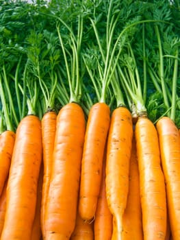 A pile of beautiful carrots on a counter