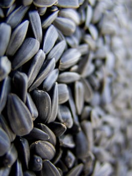 Dry sunflower seeds, on a macro for vertical background