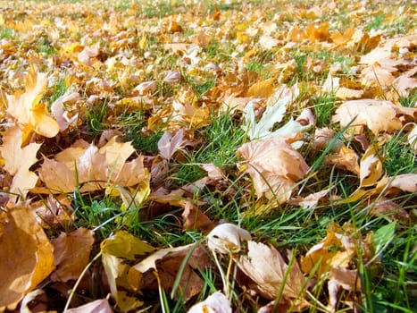 The autumn foliage on the green grass