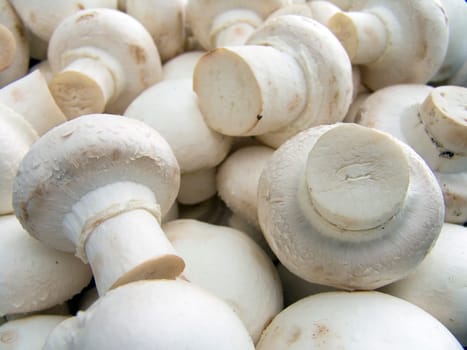 Agricultural background, a pile of beautiful mushroom