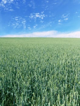 The beautiful vertical immature wheat field and clear blue sky, agriculture theme