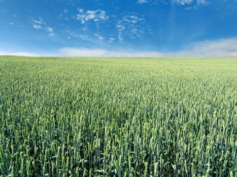The beautiful immature wheat field and clear blue sky, agriculture theme
