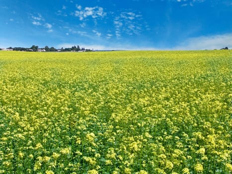 The beautiful rape field, farm and clear blue sky, agriculture theme