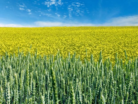 The beautiful rape and wheat field and clear blue sky, agriculture theme