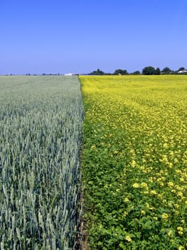The beautiful wheat and rape field and clear blue sky, agriculture theme