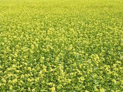 The beautiful rape field background, agriculture theme